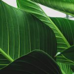cos-il-greenwashing-come-riconoscerlo