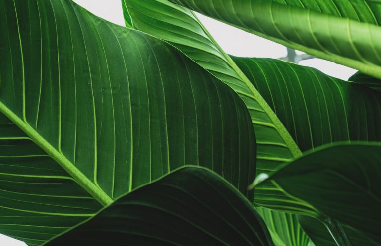 cos-il-greenwashing-come-riconoscerlo